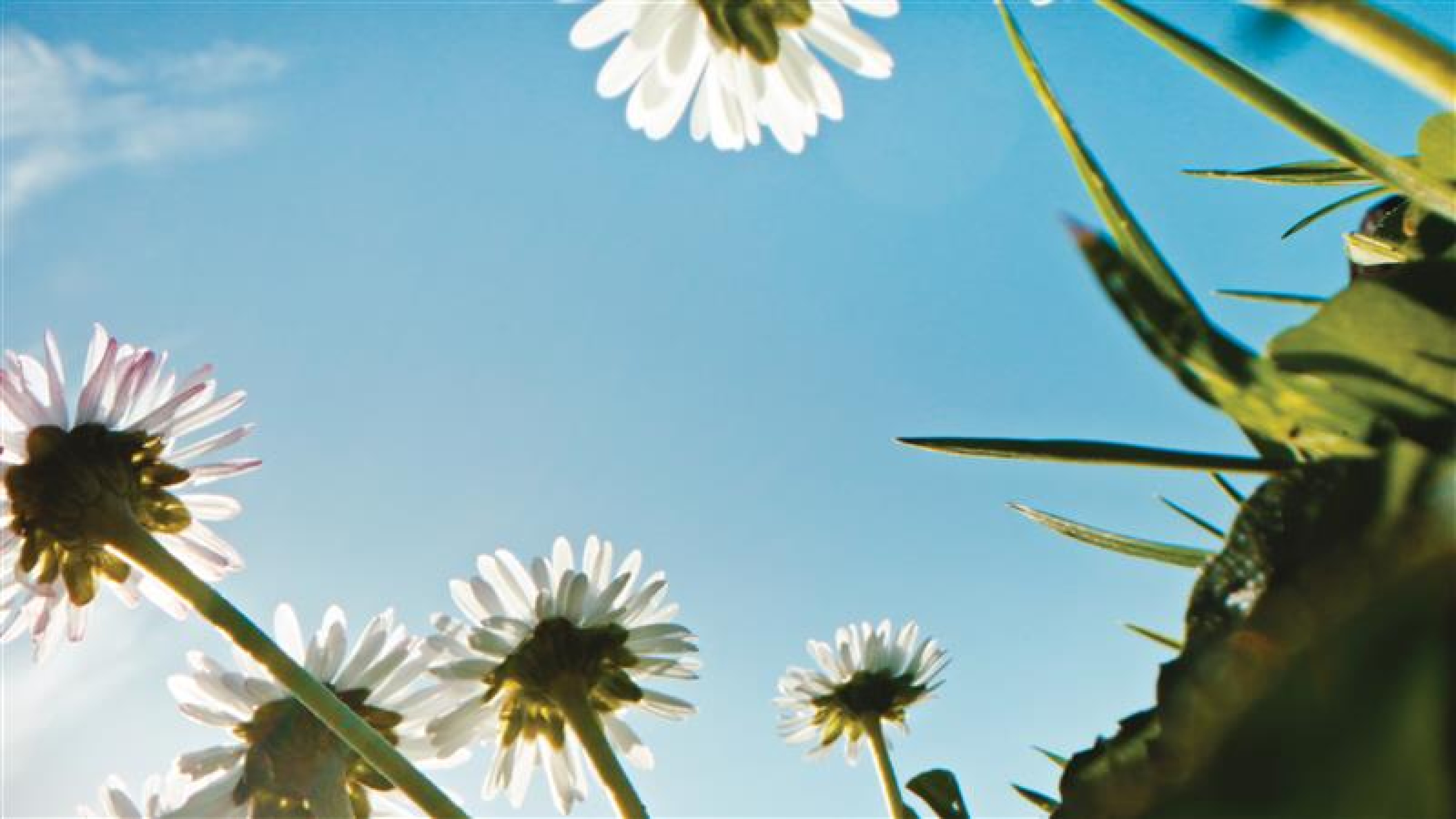 daisies-1920x1080_300.jpg