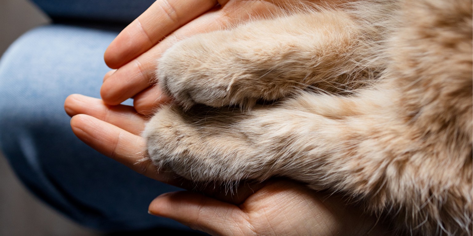 person holding hands and paws with their cat