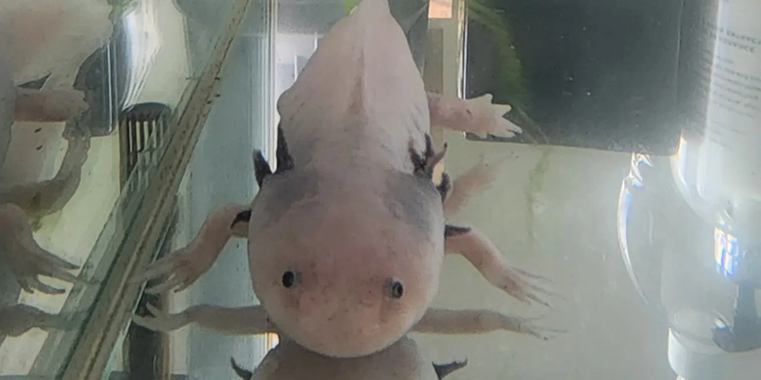 Selwyn, Amy's axolotl (a type of small amphibian).