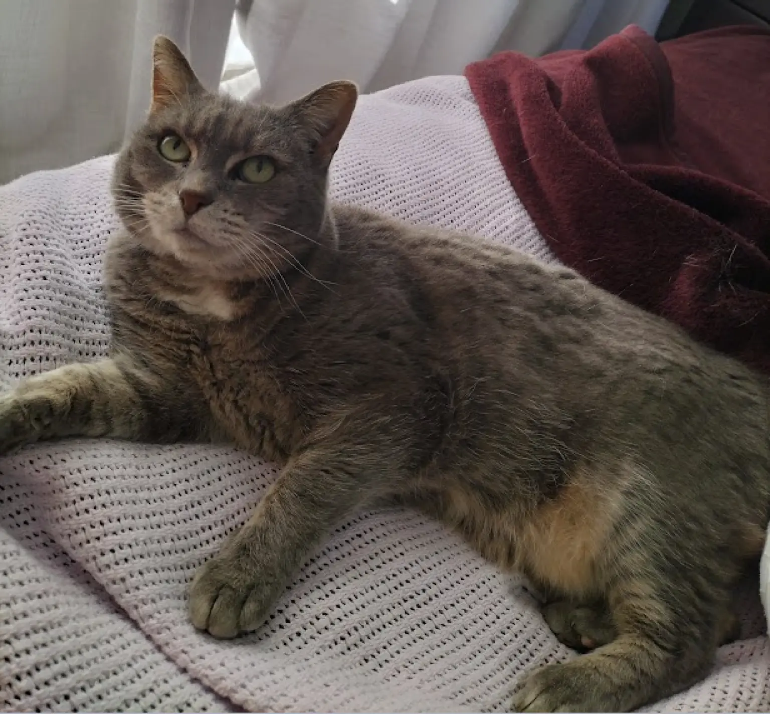 wills-week-2026_cat-hannah.png