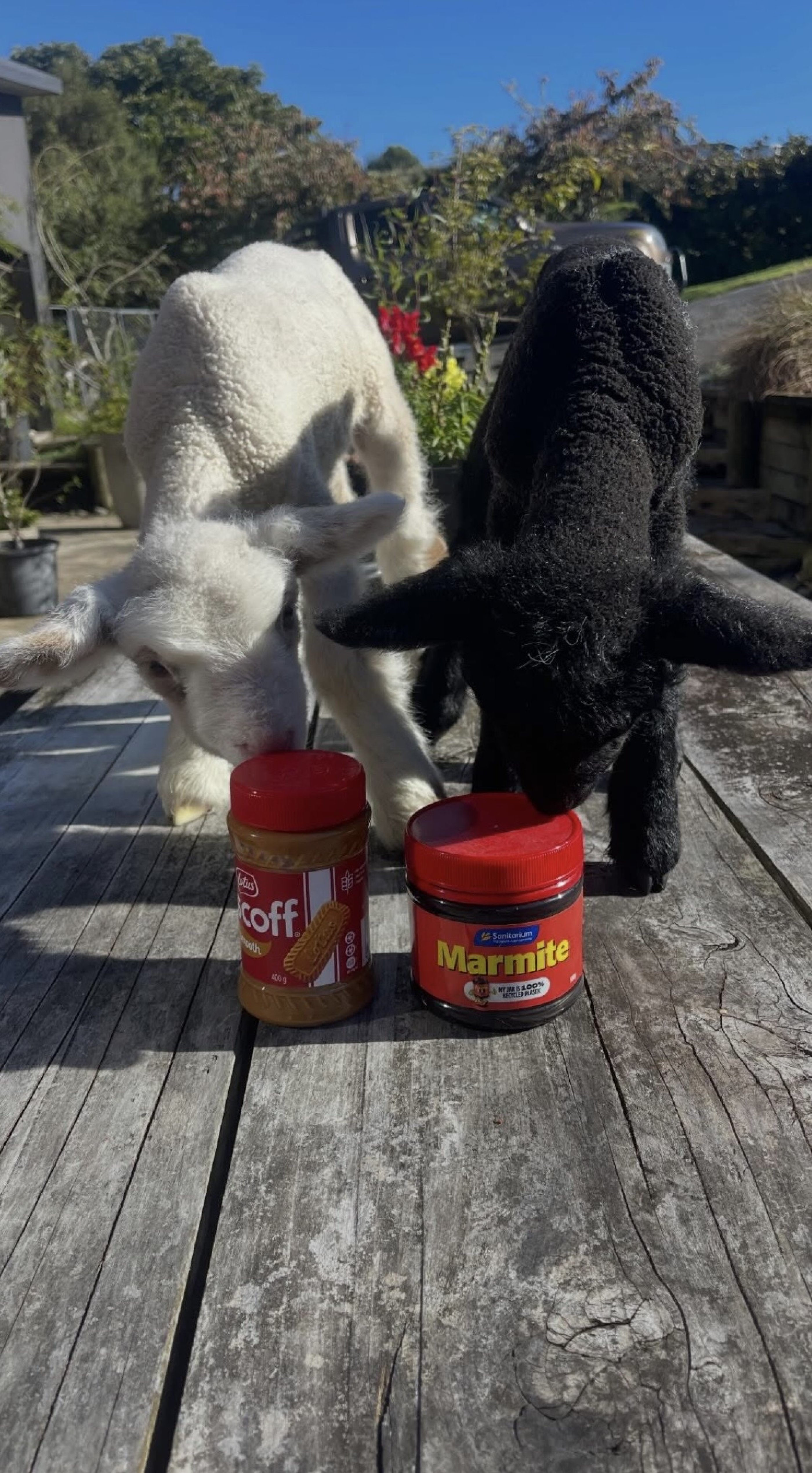 Matt's Lambs