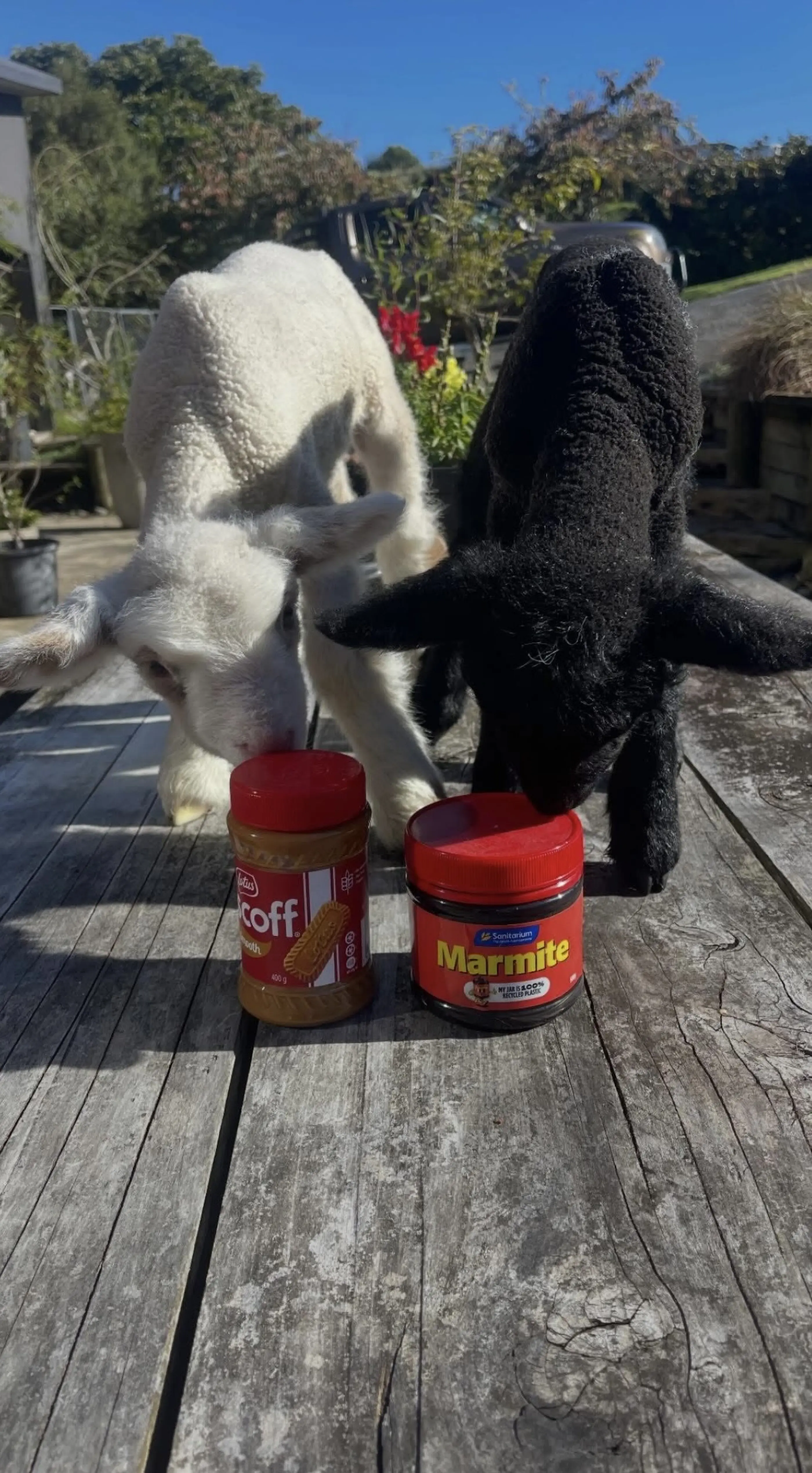 Matt's Lambs