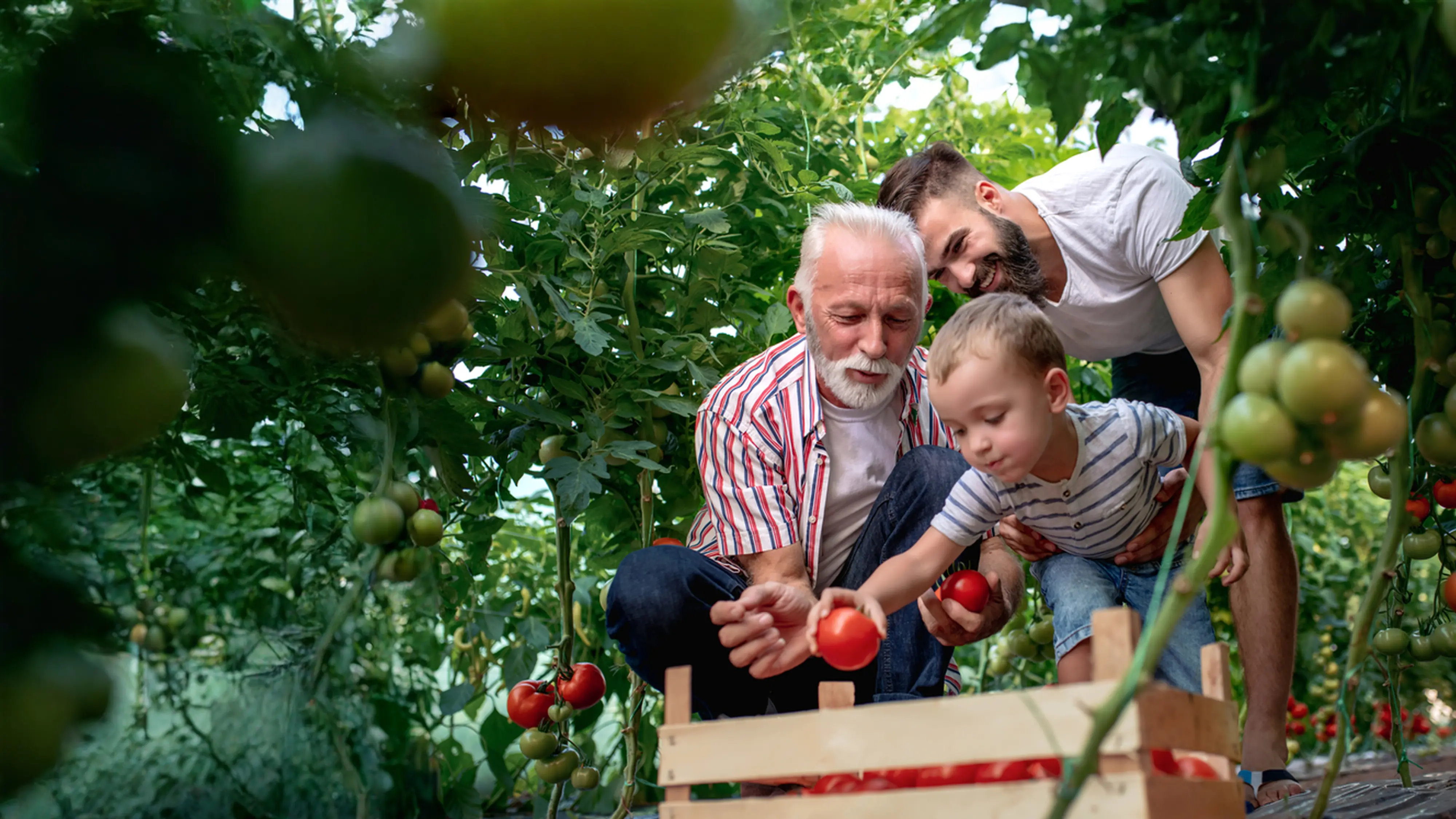 writing a will with public trust image of family picking tomatoes